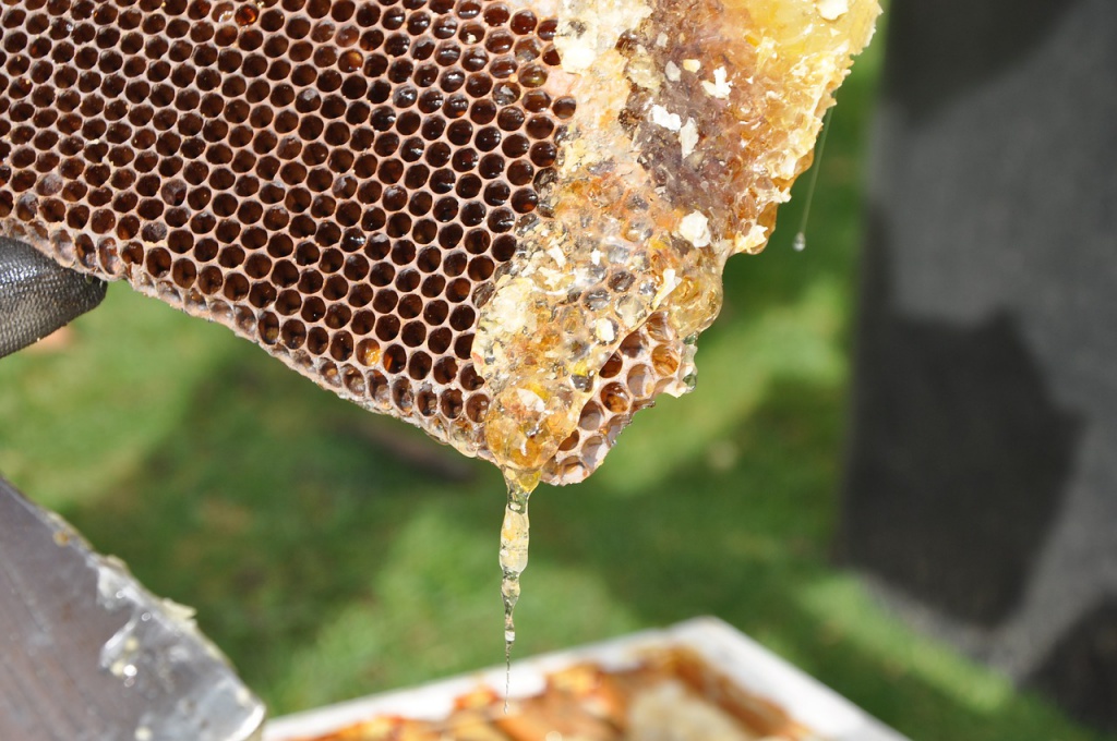 Проверить мёд на рынке, самому, при покупке (фото)